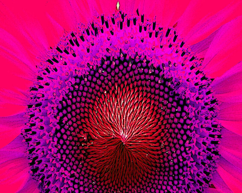 vibrant flower center