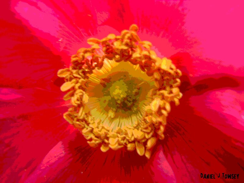vibrant flower center close-up