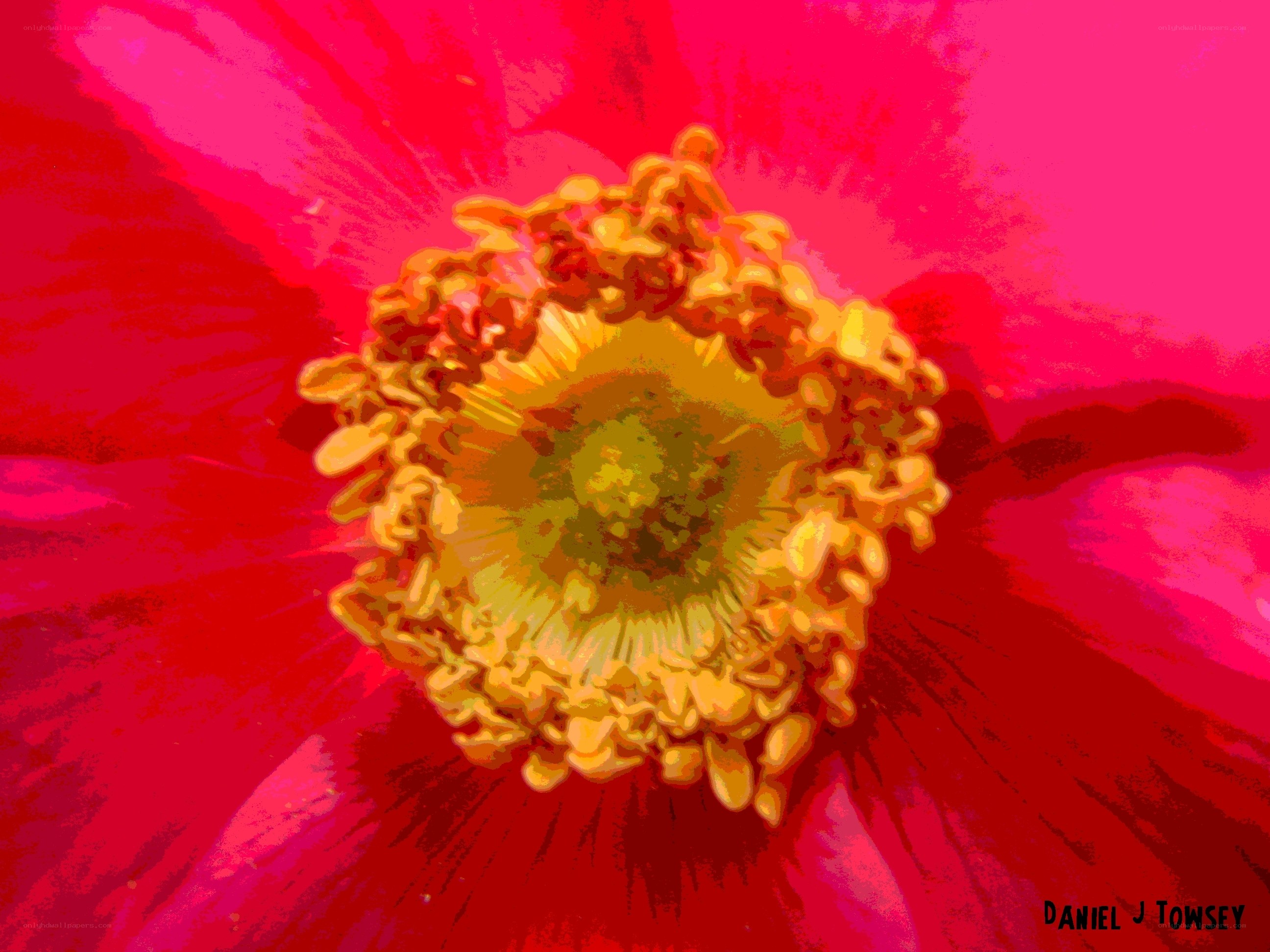 vibrant flower center close-up