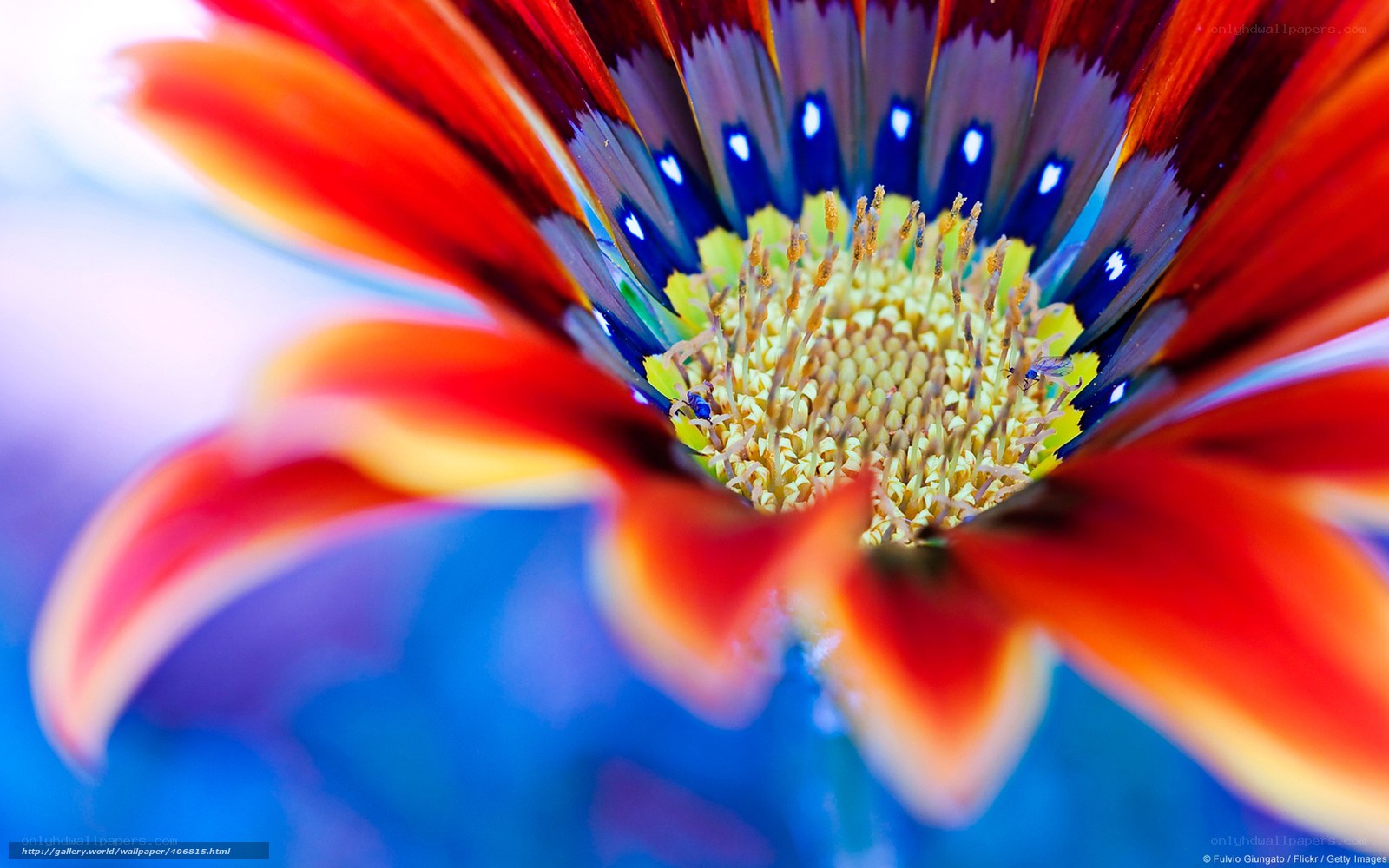 vibrant flower center close-up
