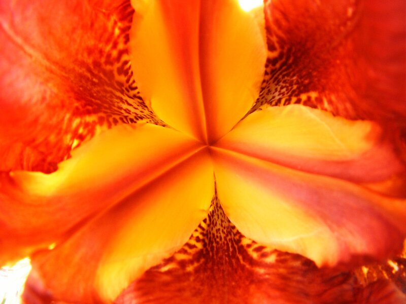 vibrant flower center