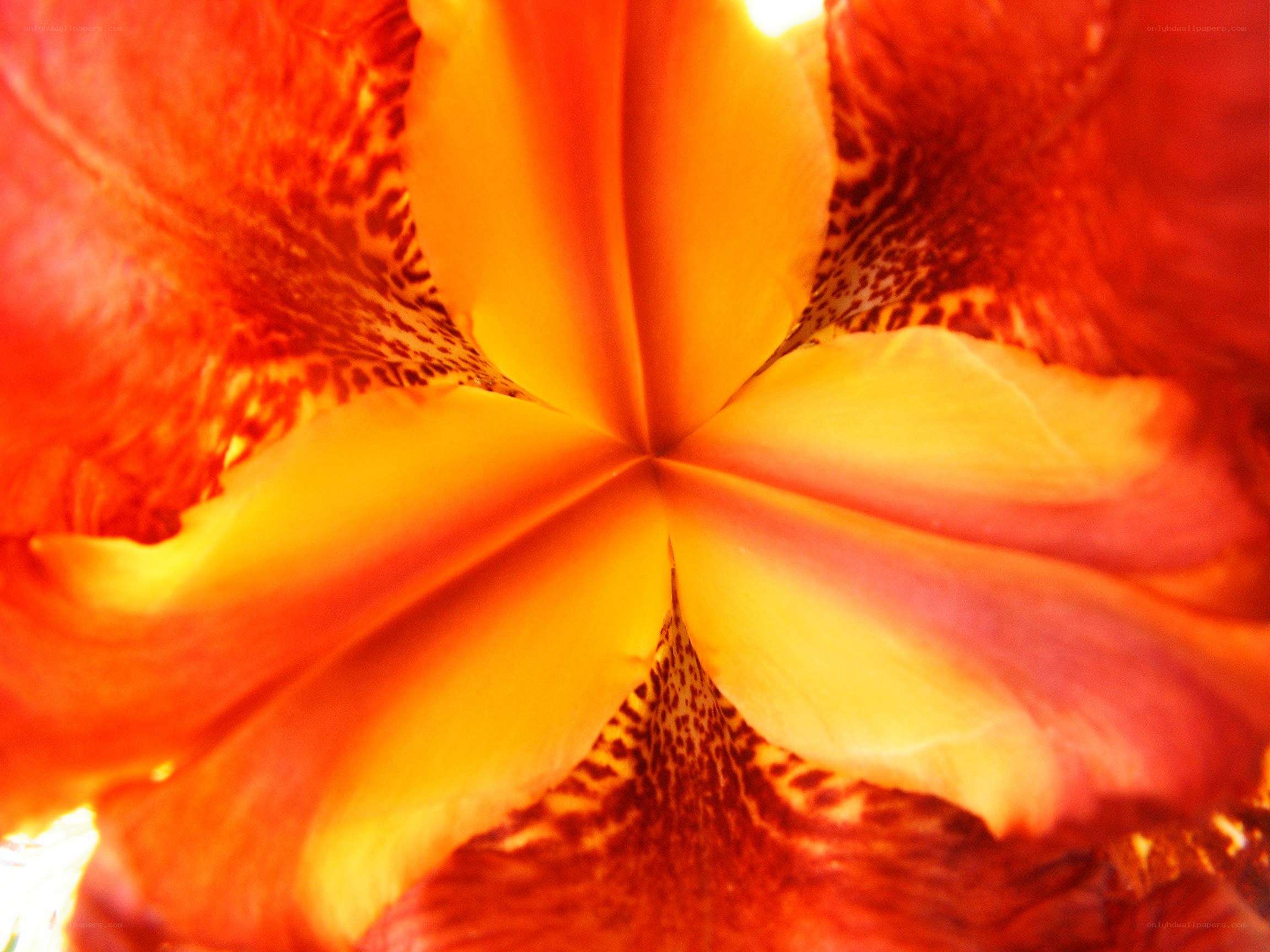 vibrant flower center