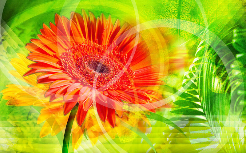vibrant flower collage