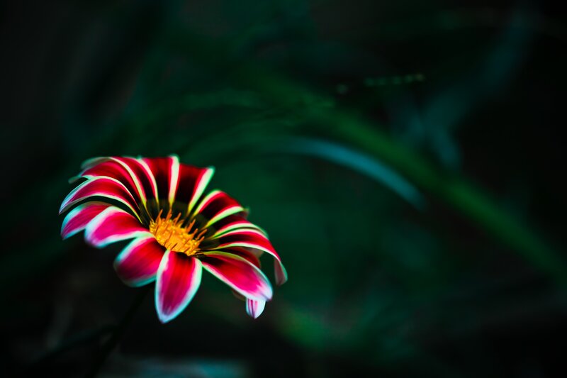 vibrant flower in dark garden