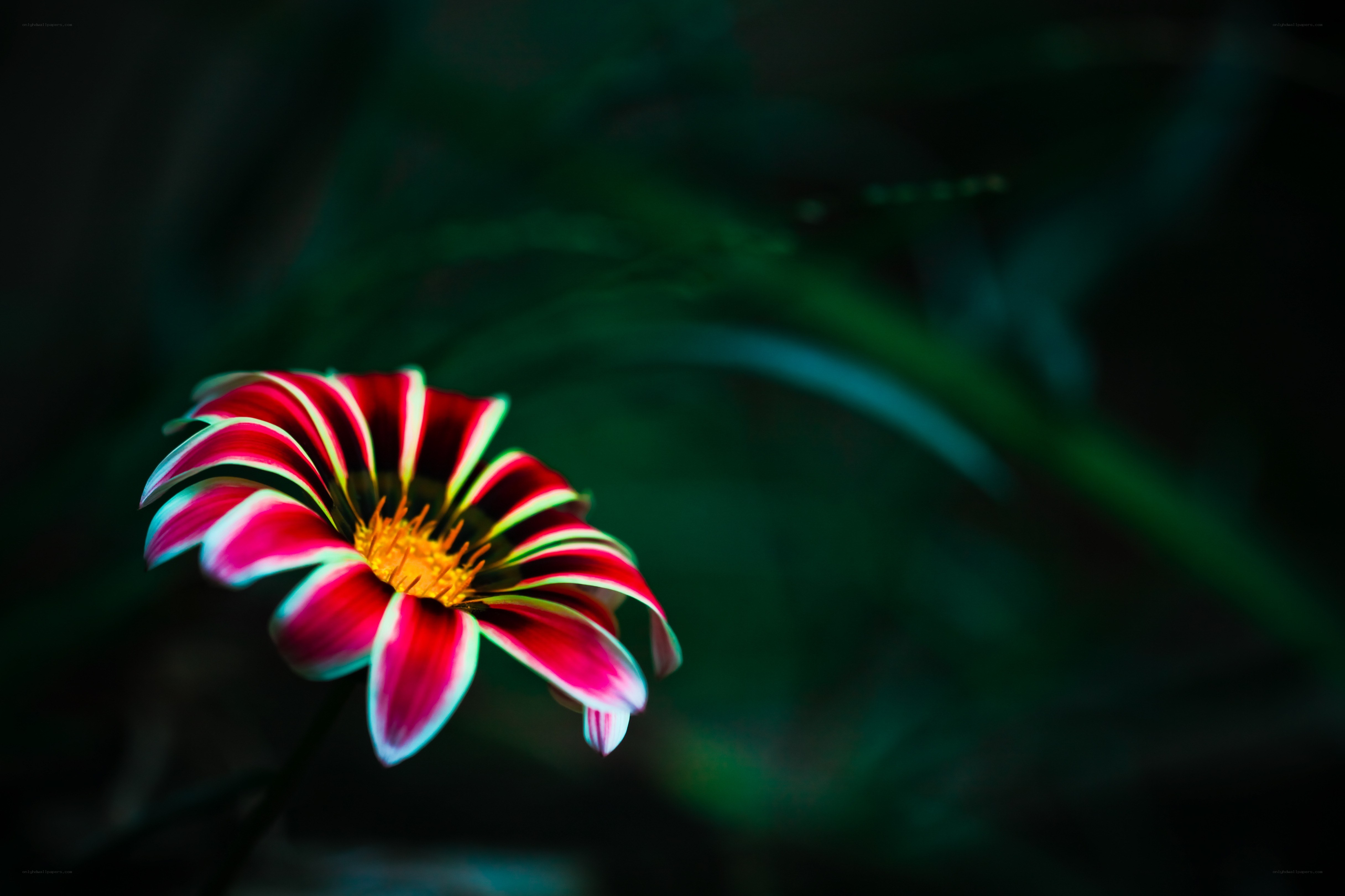 vibrant flower in dark garden