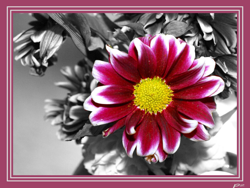vibrant flower in monochrome