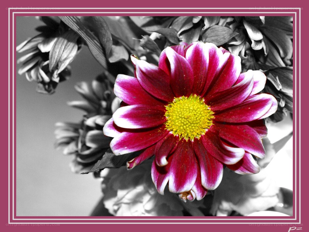 vibrant flower in monochrome