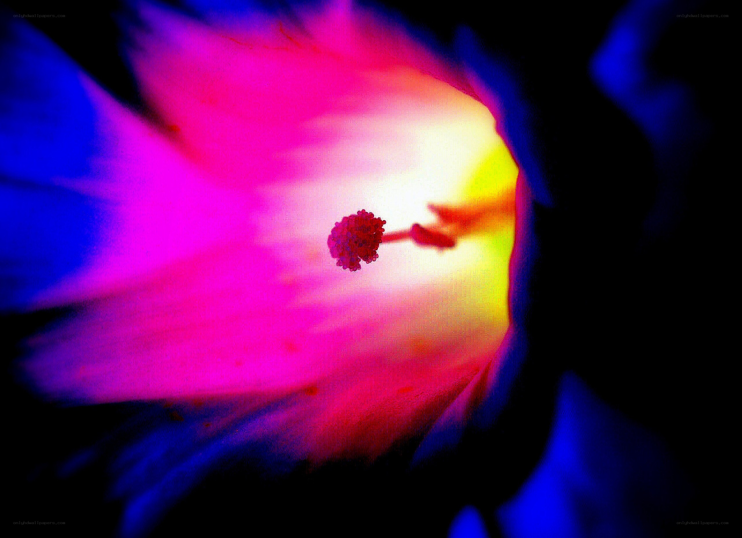 vibrant flower interior