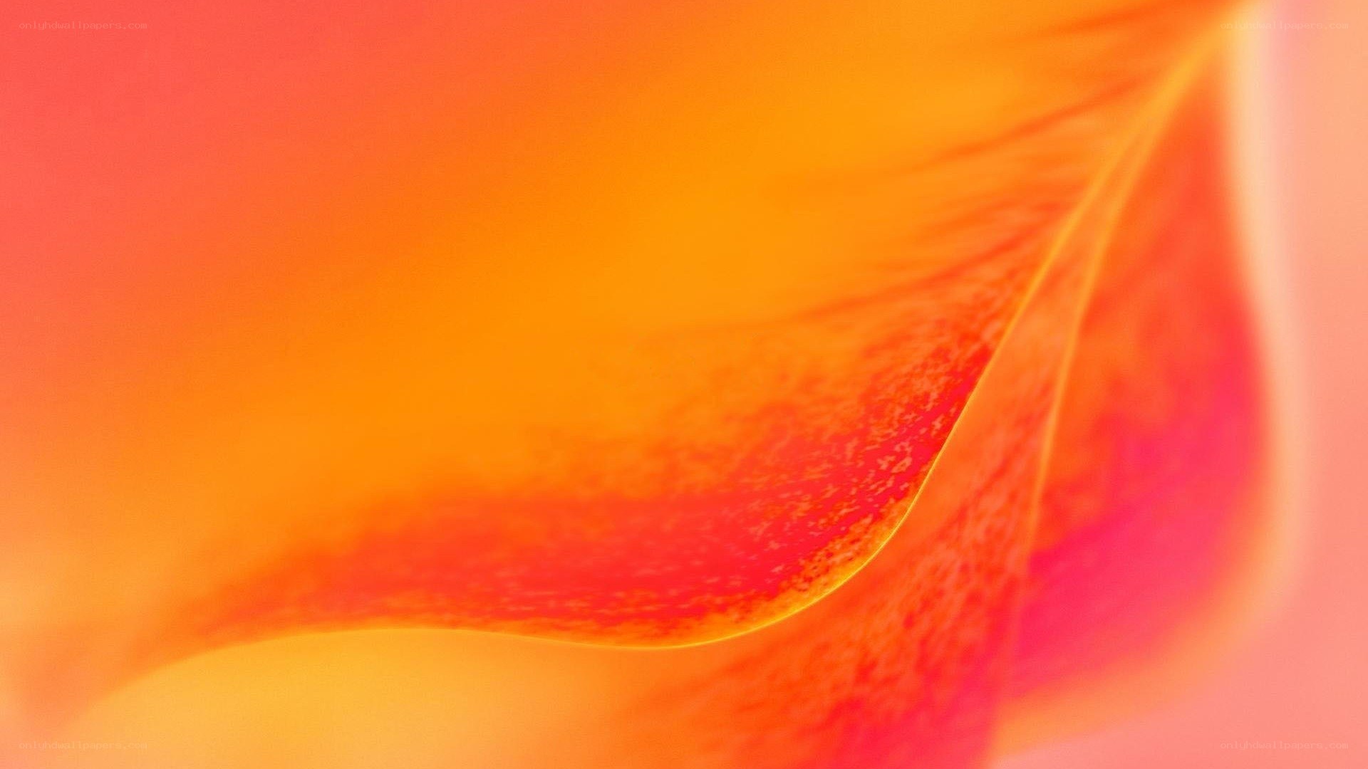 vibrant flower petal close-up