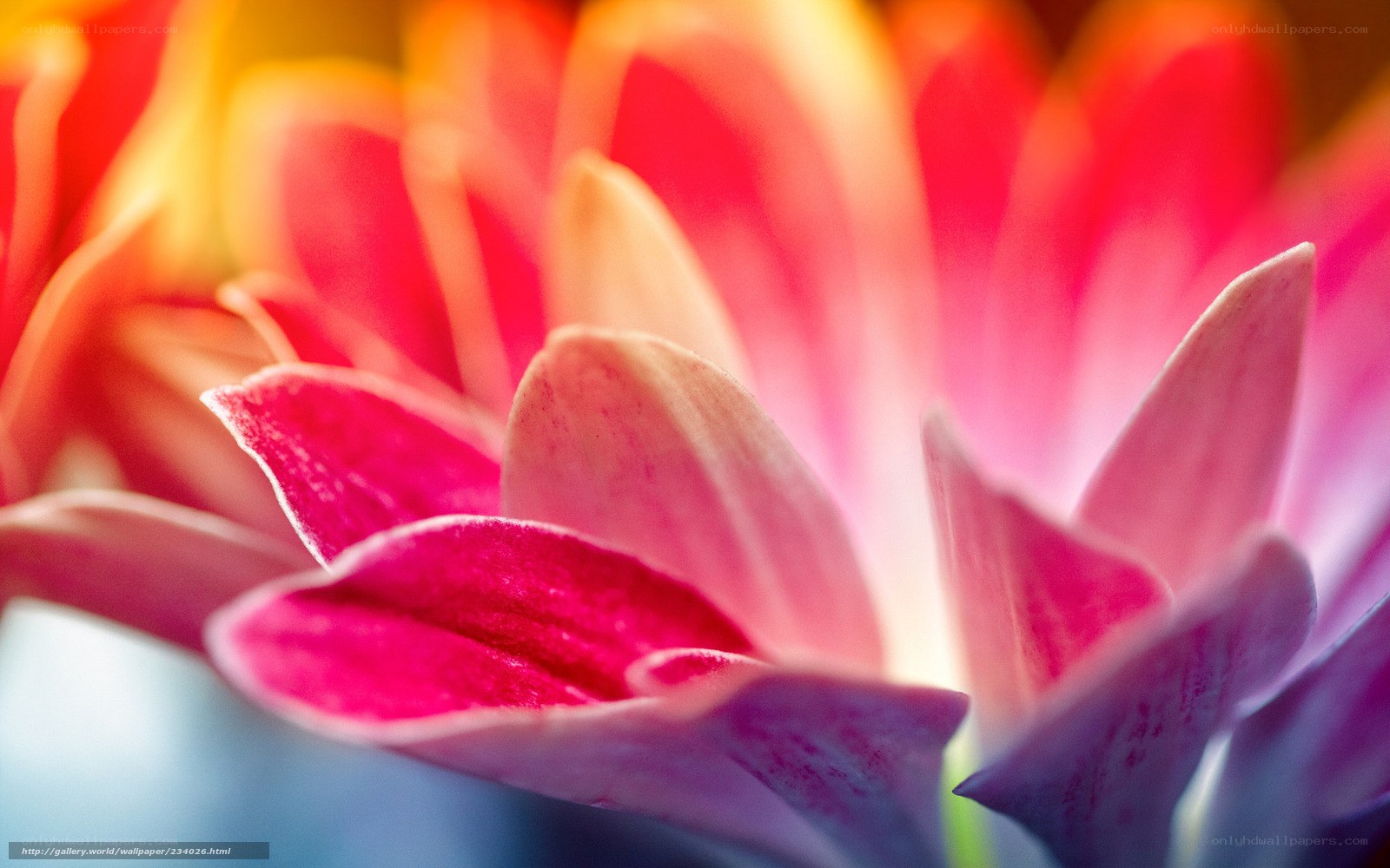 vibrant flower petals close-up
