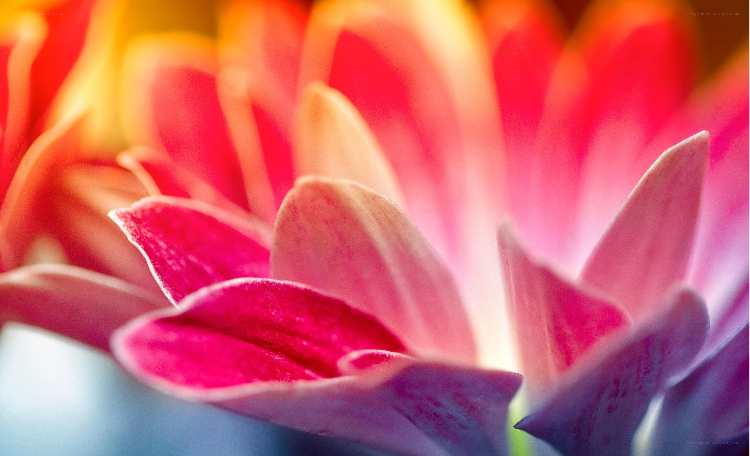vibrant flower petals close-up