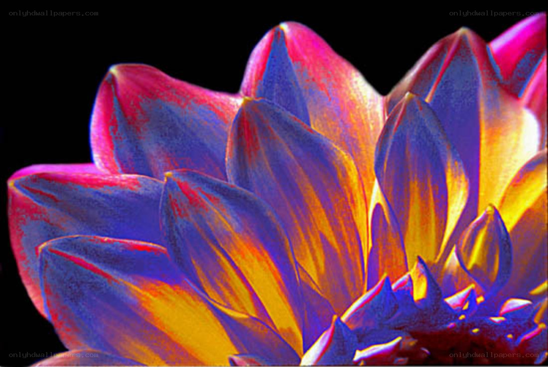 vibrant flower petals close-up