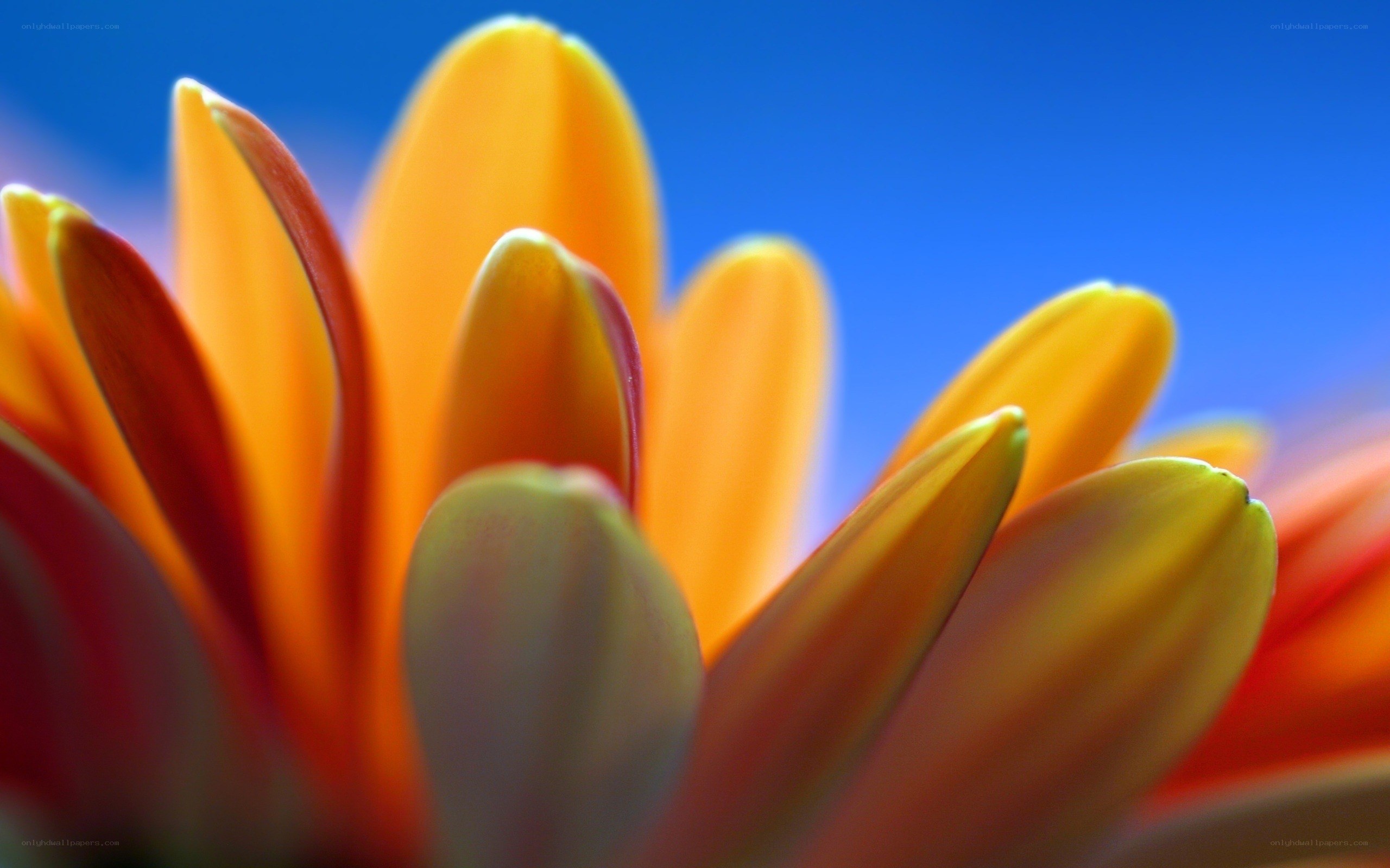 vibrant flower petals close-up