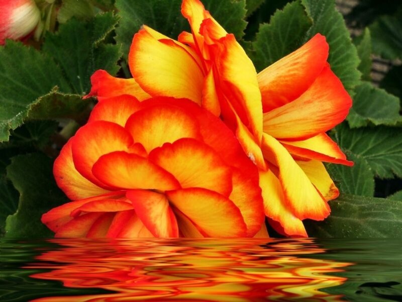 vibrant flower reflection