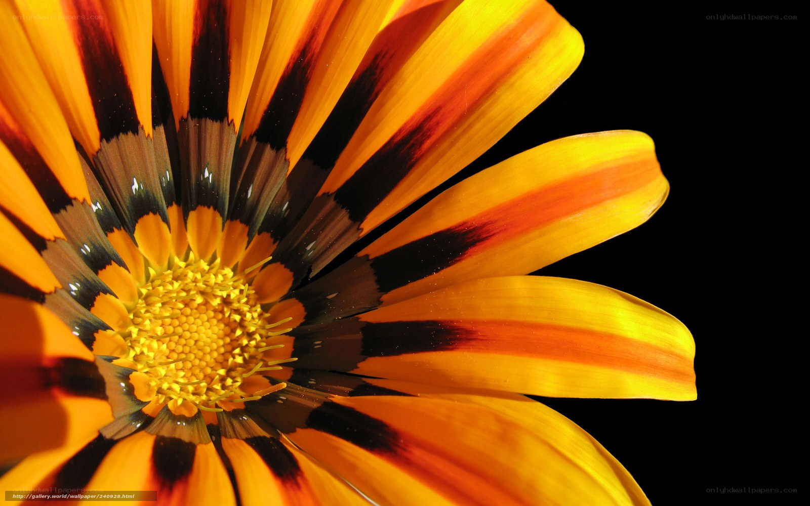 vibrant flower with black center