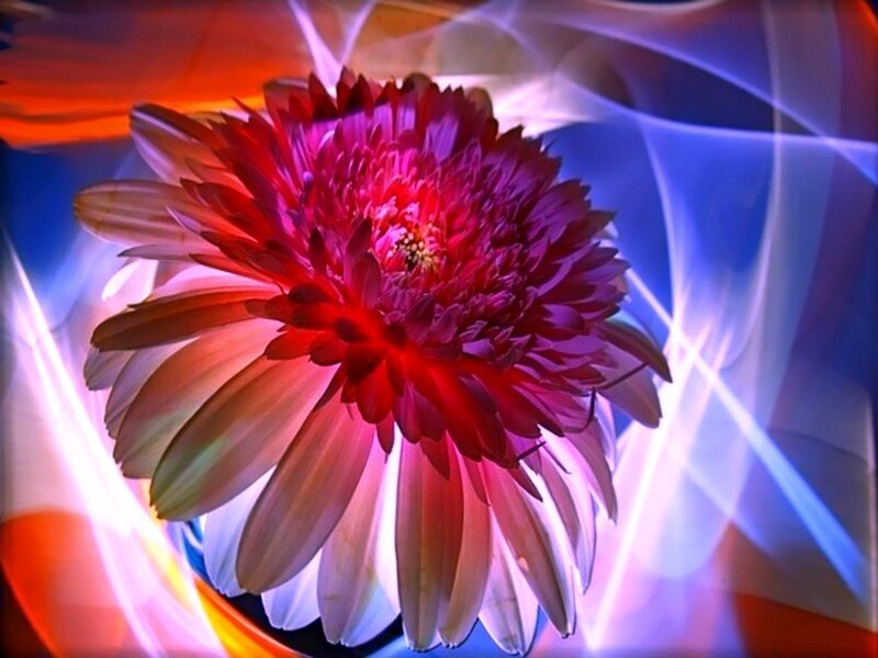 vibrant flower with light effects