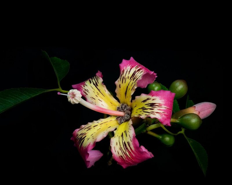 vibrant flower with pink and yellow petals