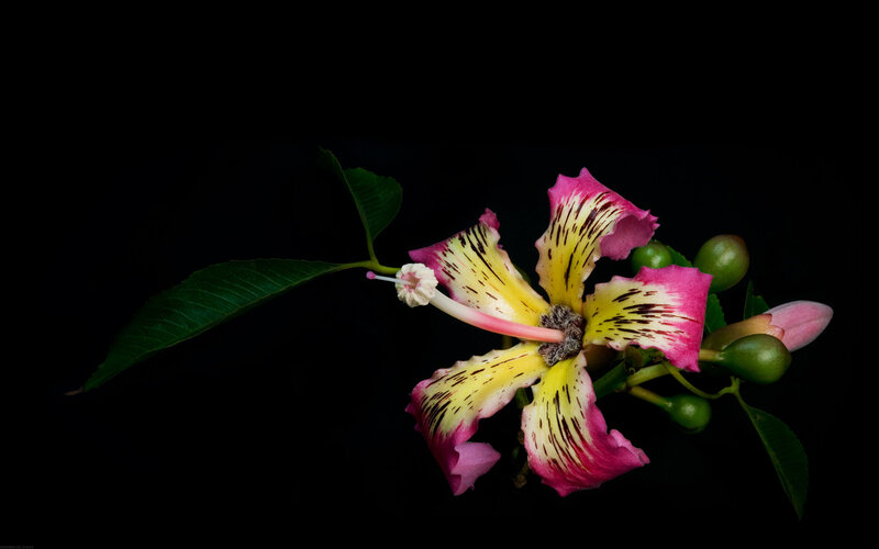 vibrant flower with pink and yellow petals