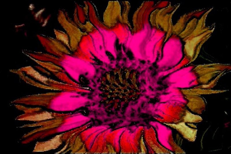 vibrant flower with pink petals