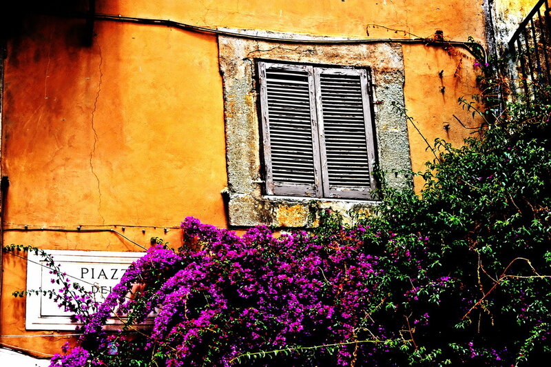vibrant flowers by a window