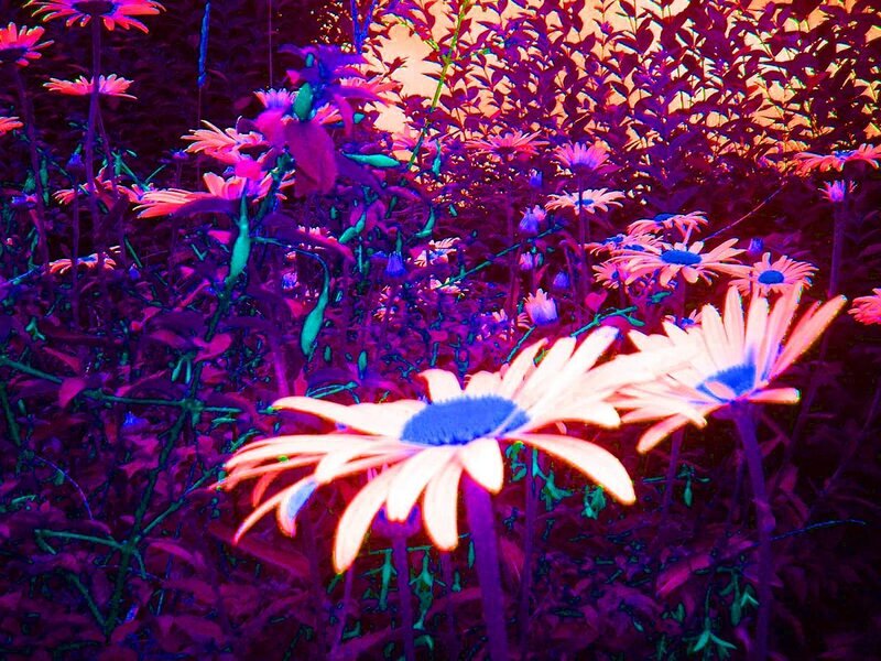 vibrant flowers in purple light