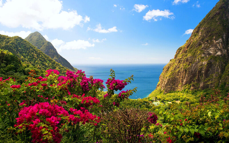 Vibrant Flowers in Valley
