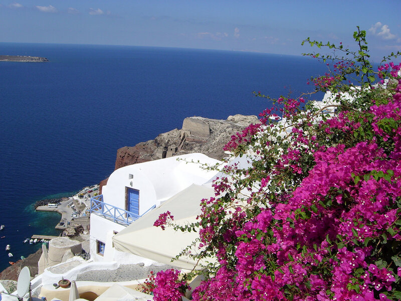 Vibrant flowers overlooking the sea