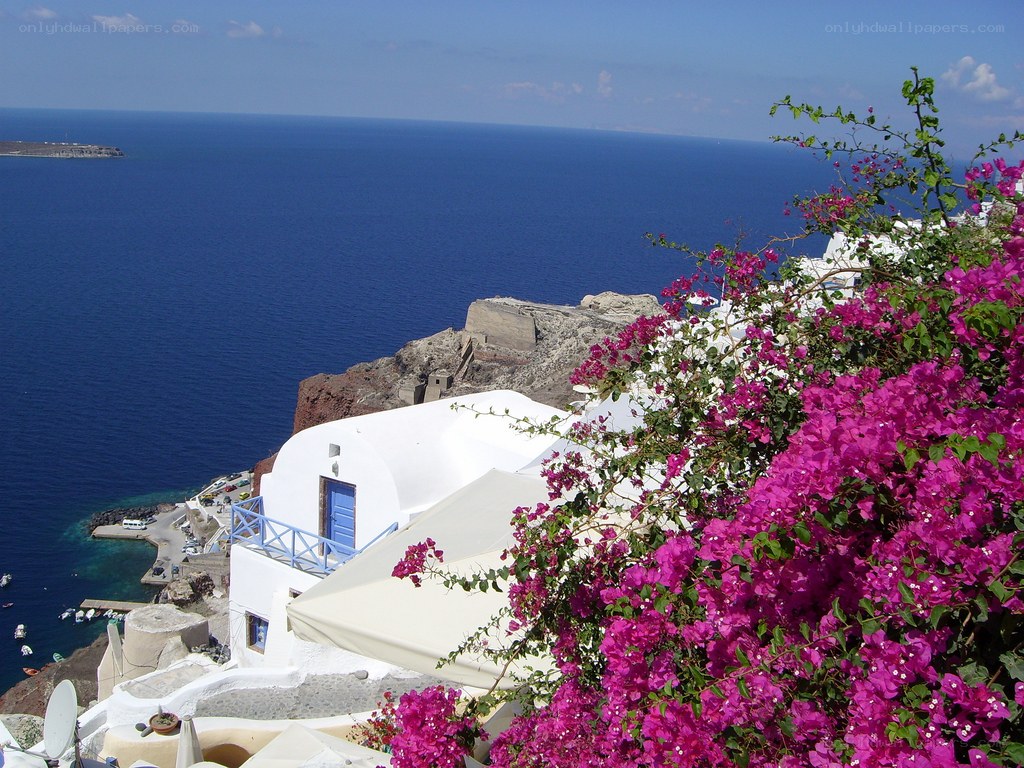Vibrant flowers overlooking the sea