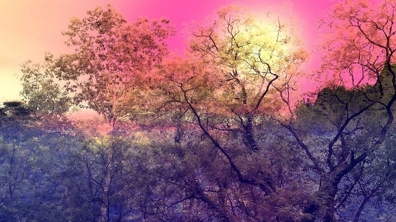 vibrant forest at sunset