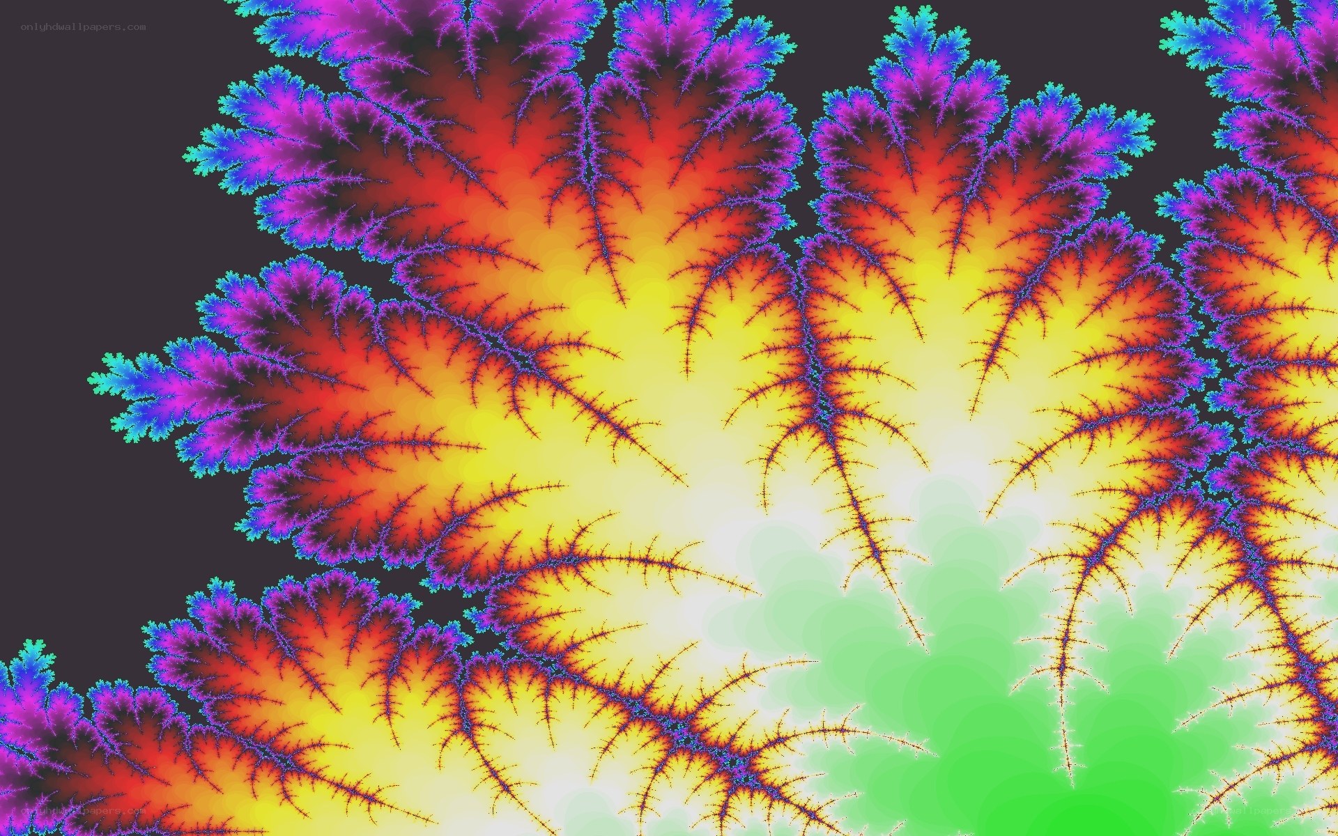 vibrant fractal pattern