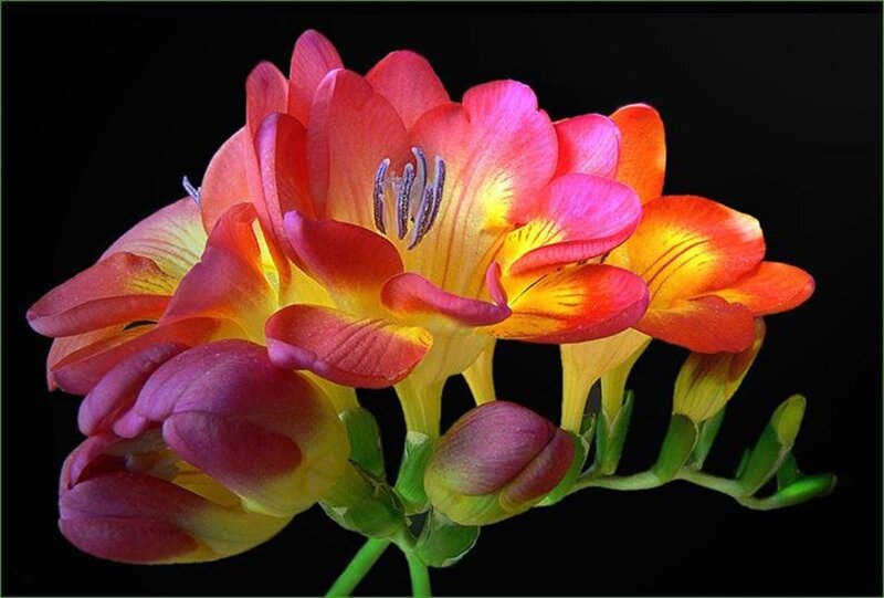Vibrant Freesia Flowers — Pink
