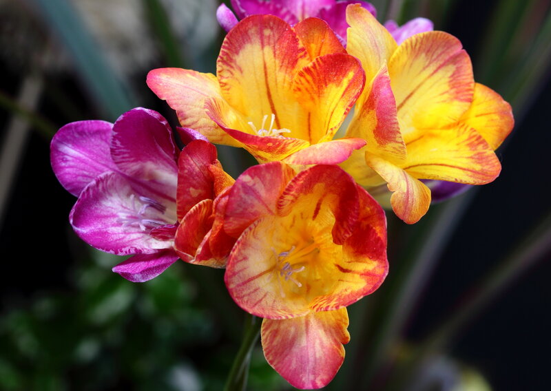 Vibrant Freesia Flowers