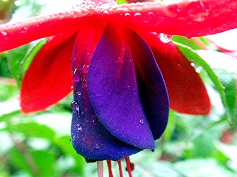 vibrant fuchsia flower
