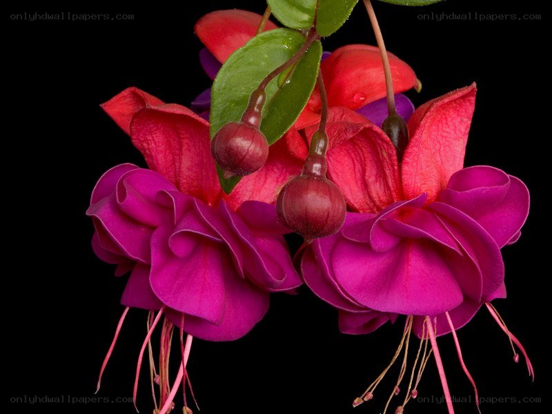 vibrant fuchsia flowers