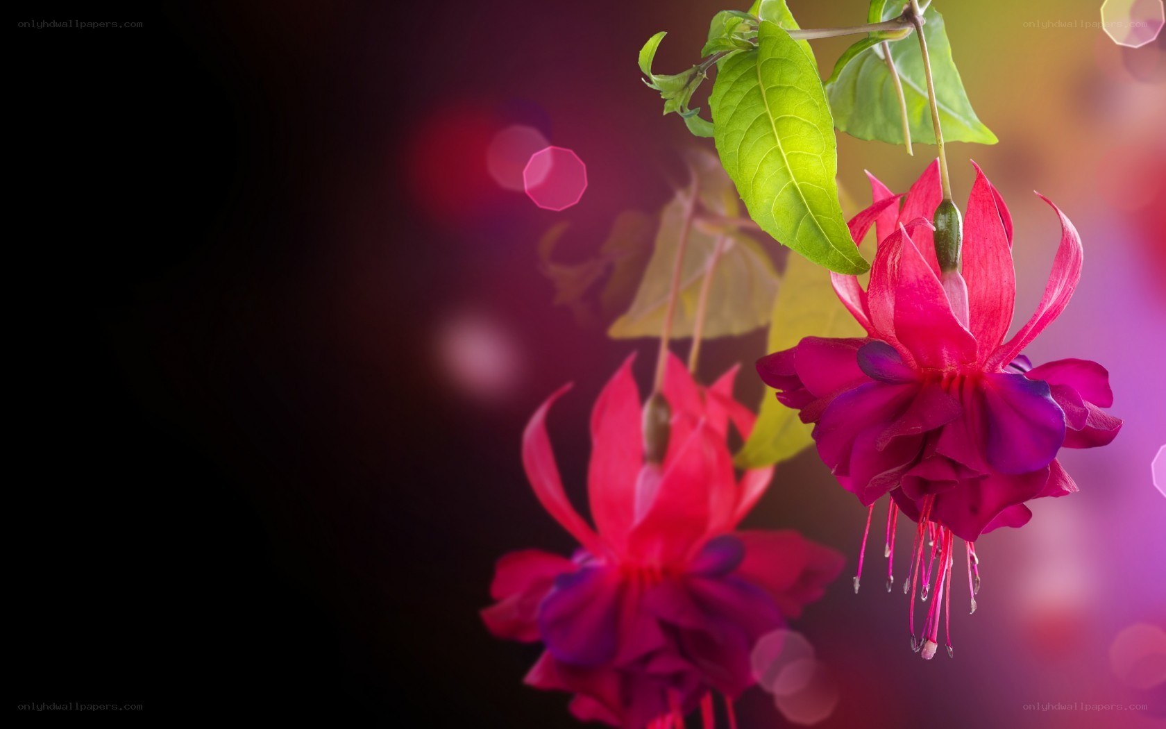 Vibrant fuchsia flowers