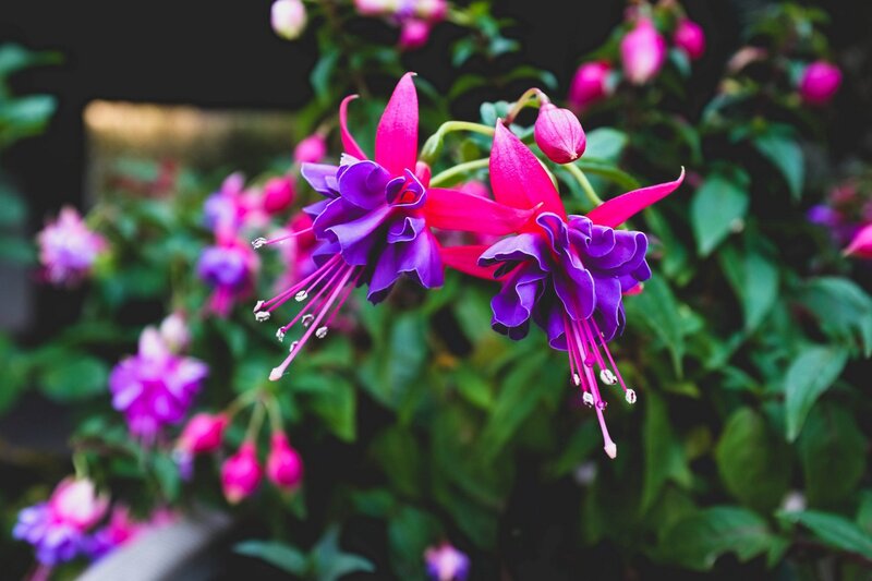 Vibrant fuchsia flowers in bloom