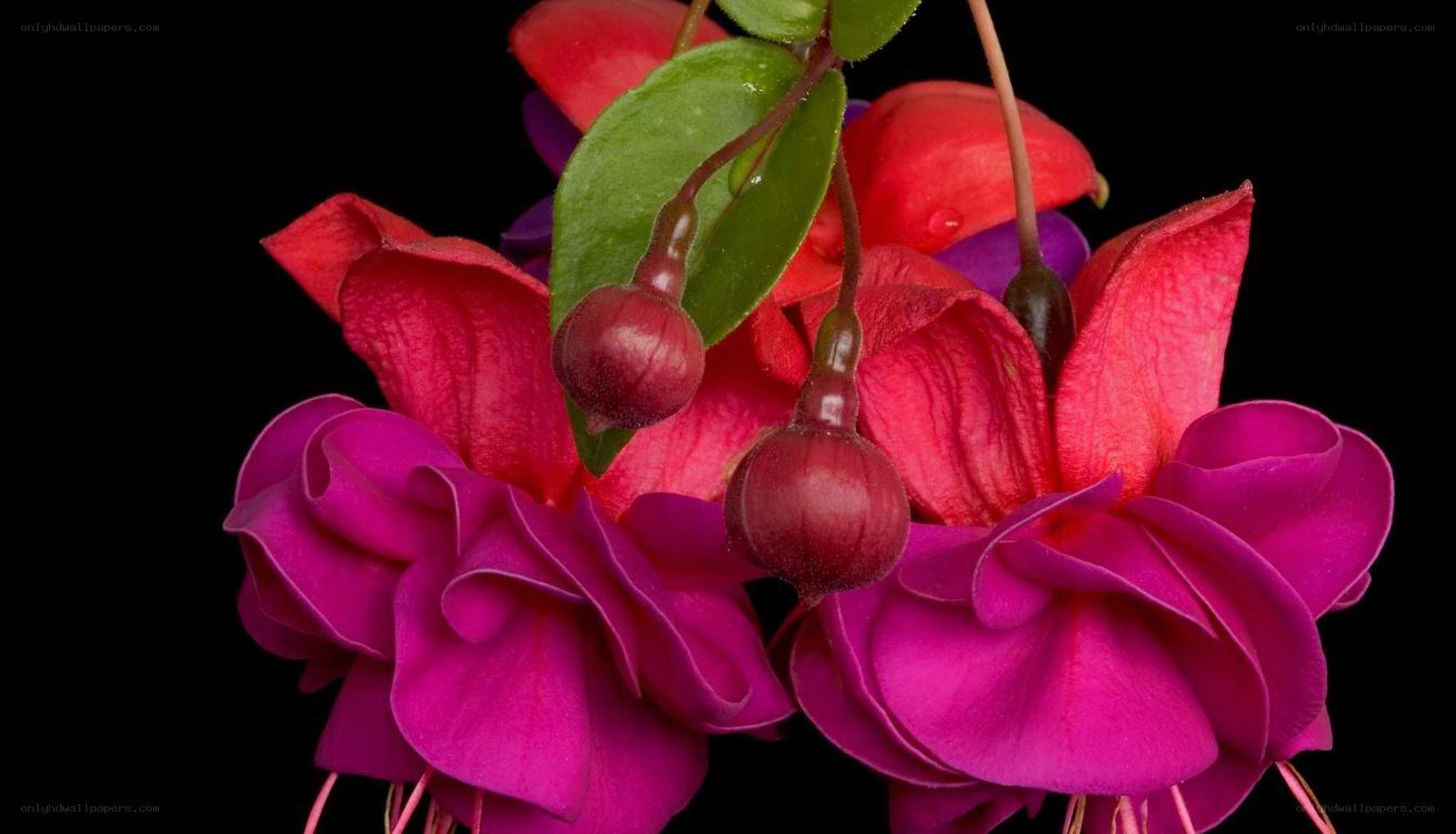 vibrant fuchsia flowers