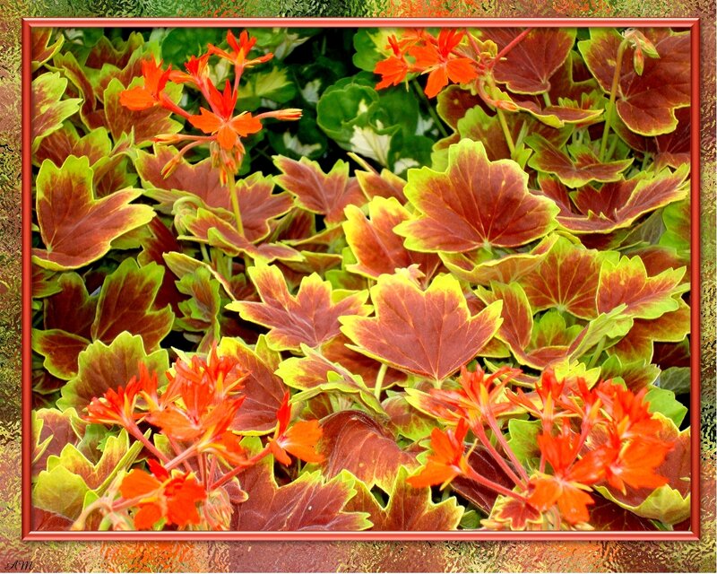 vibrant geraniums in autumn