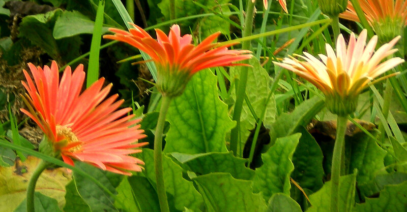 vibrant gerbera daisies in garden