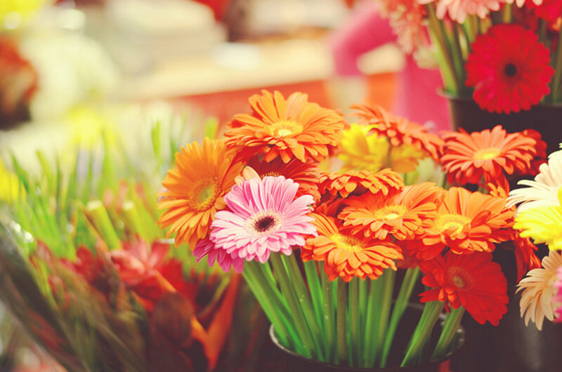 Vibrant Gerbera Daisies — Orange