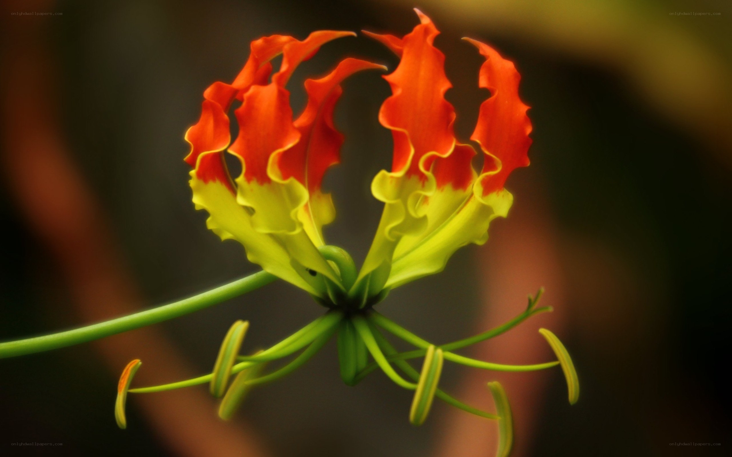 Vibrant Gloriosa flower