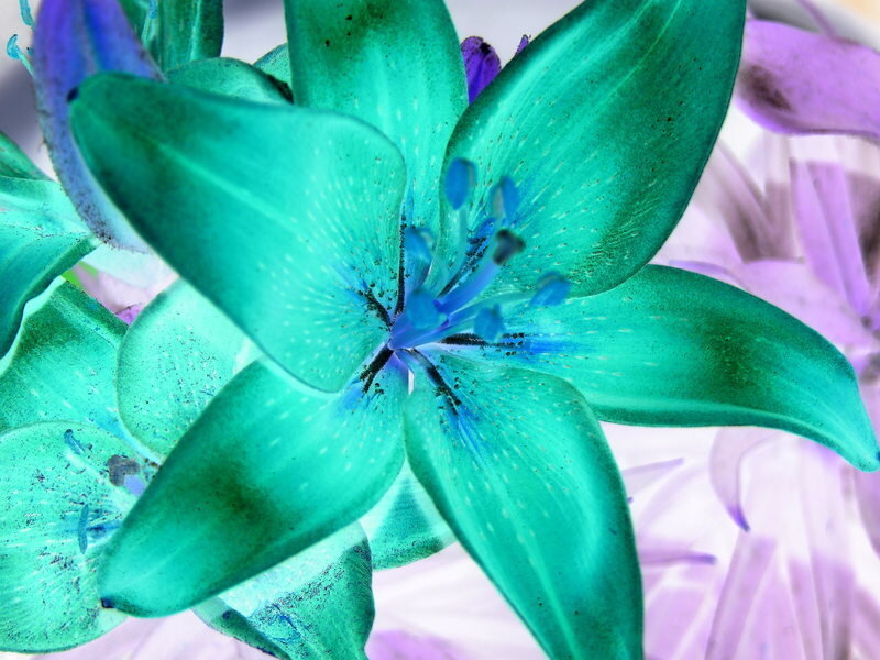 vibrant green and purple lily