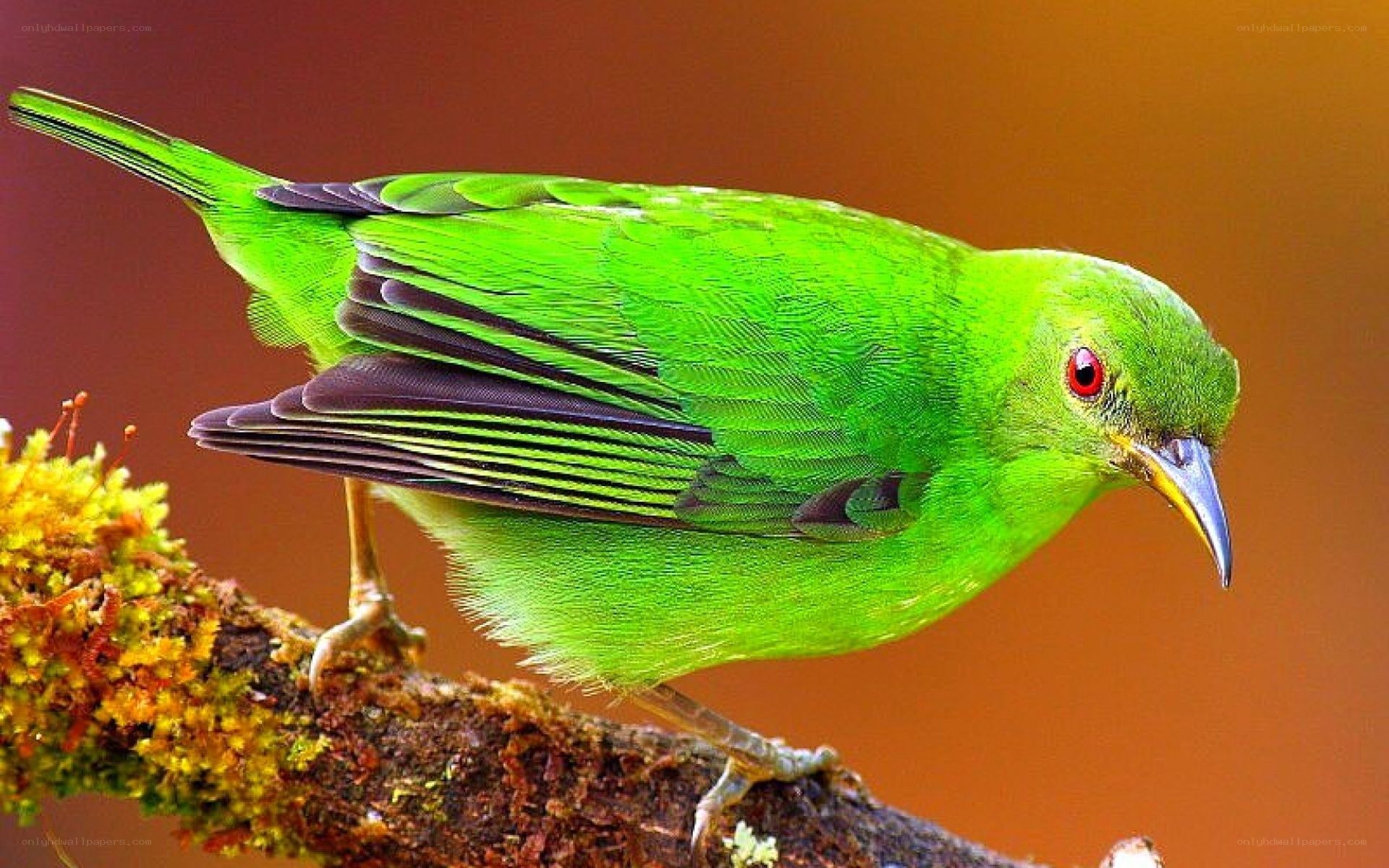 vibrant green bird on branch