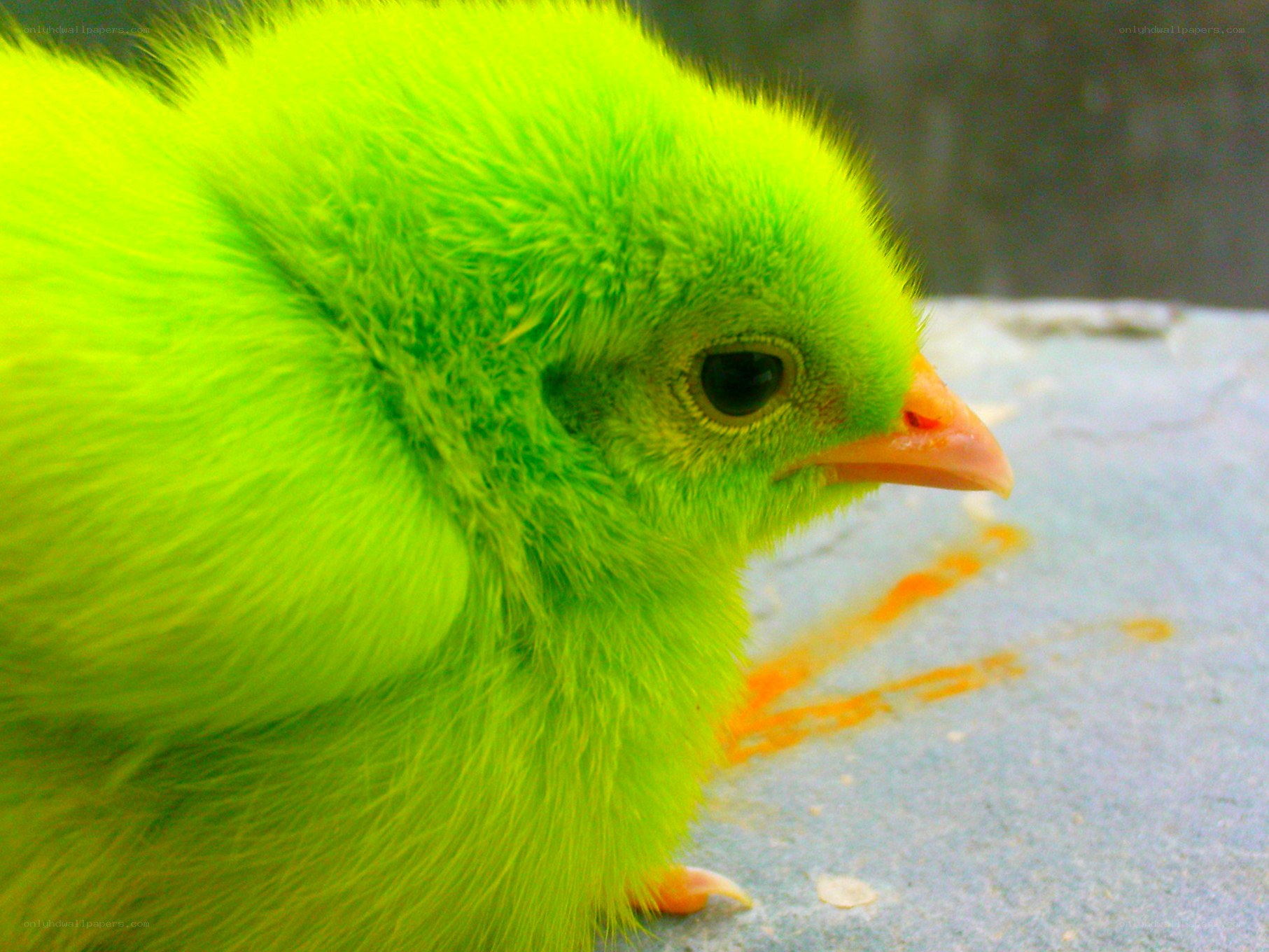 vibrant green chick