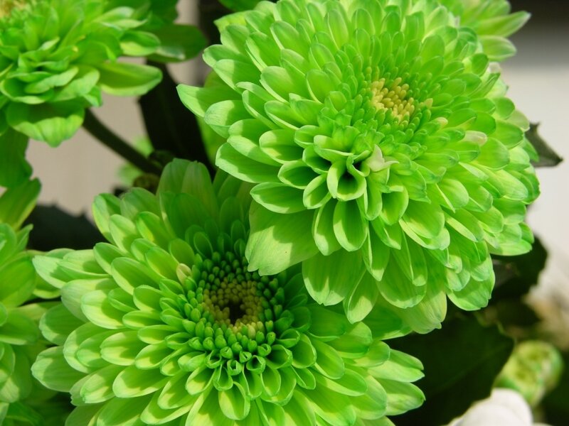 vibrant green chrysanthemums