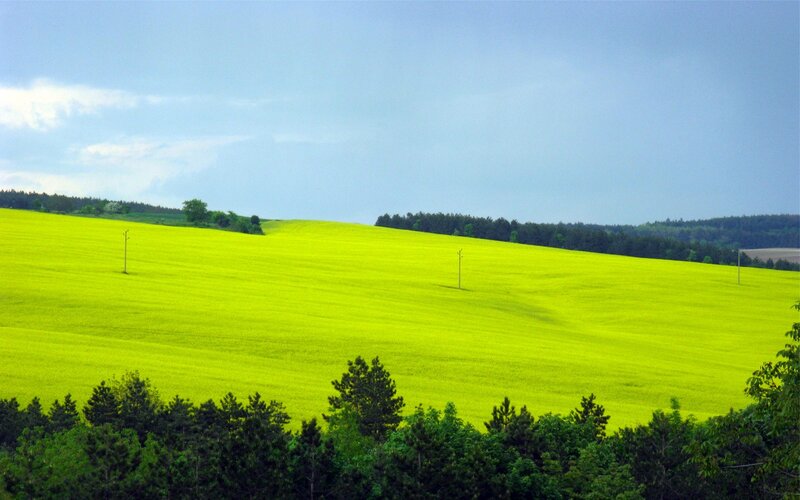 Vibrant green field landscape
