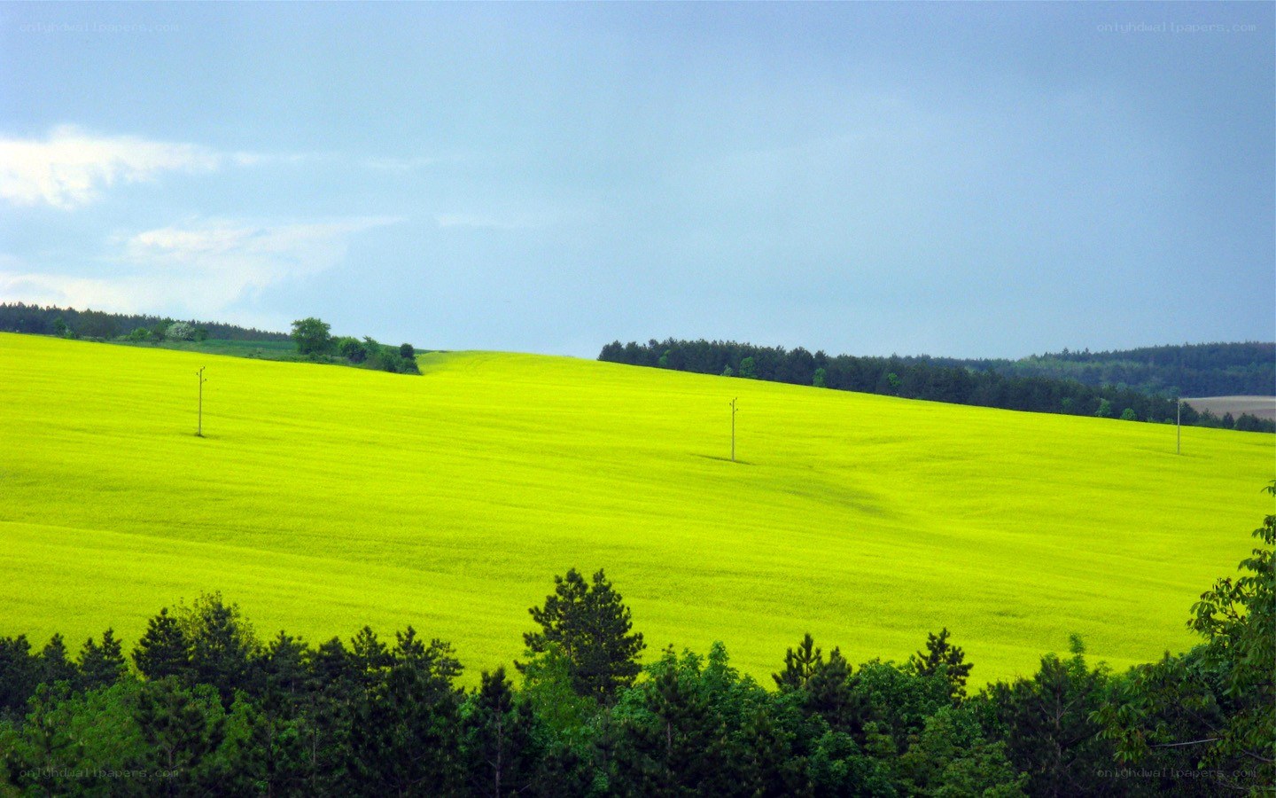 Vibrant green field landscape