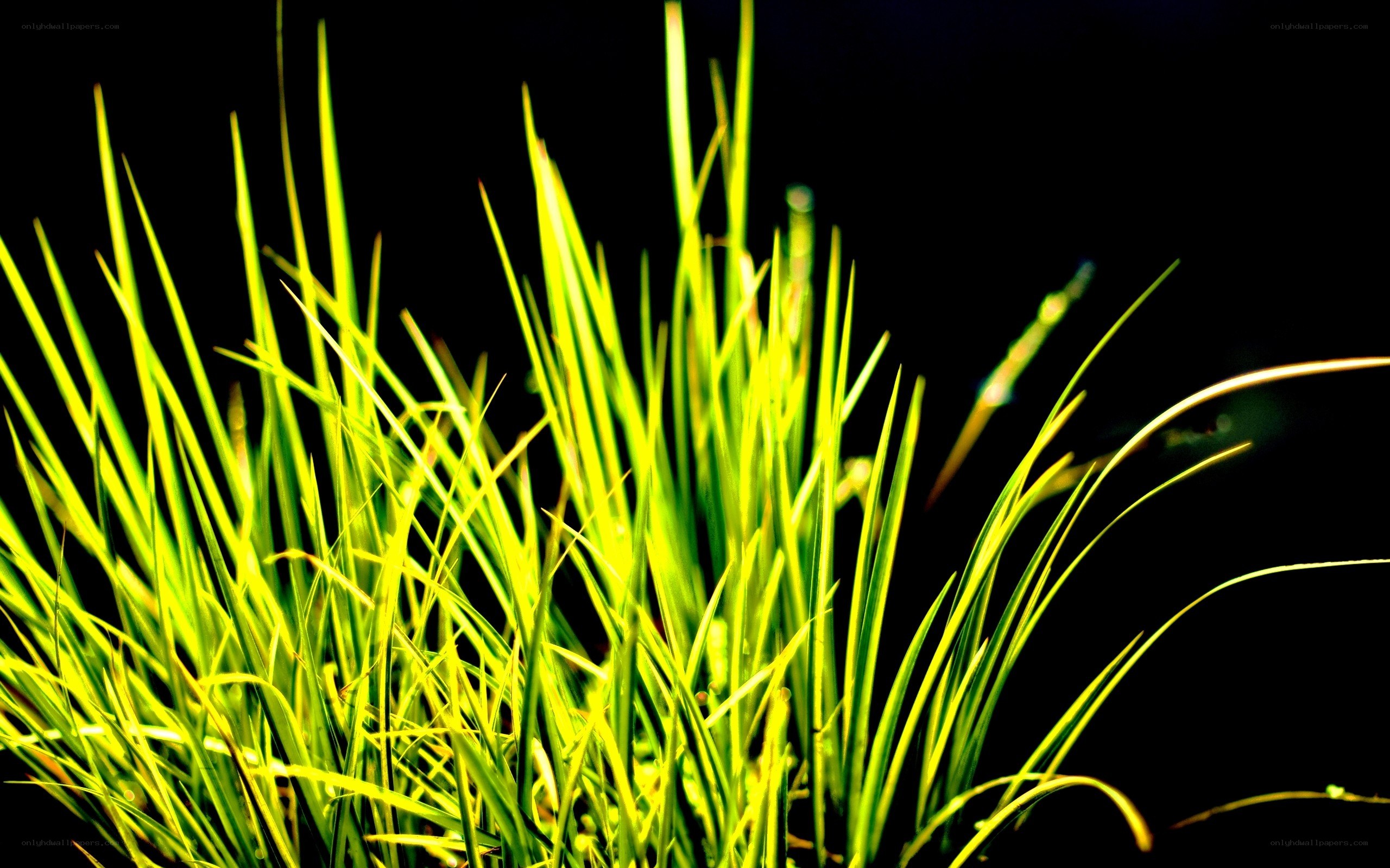 vibrant green grass blades