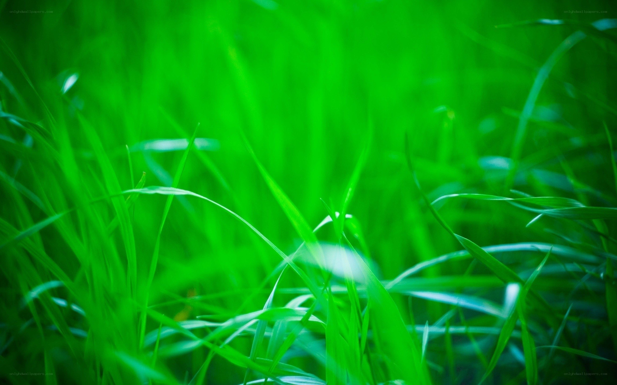vibrant green grass blades
