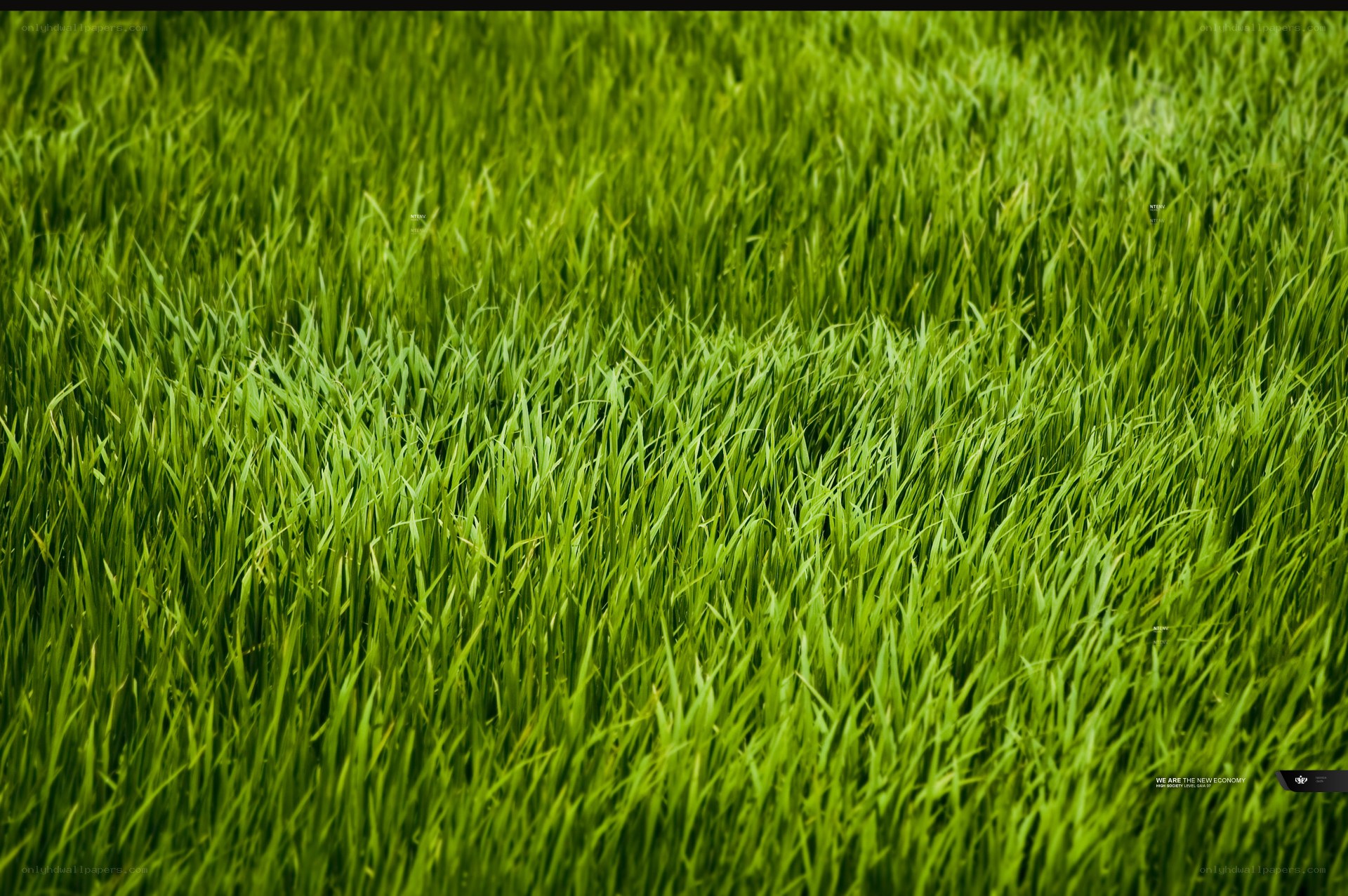 vibrant green grass field